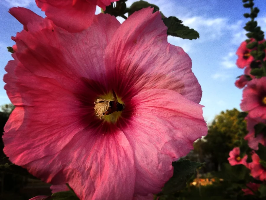 pink hollyhocks